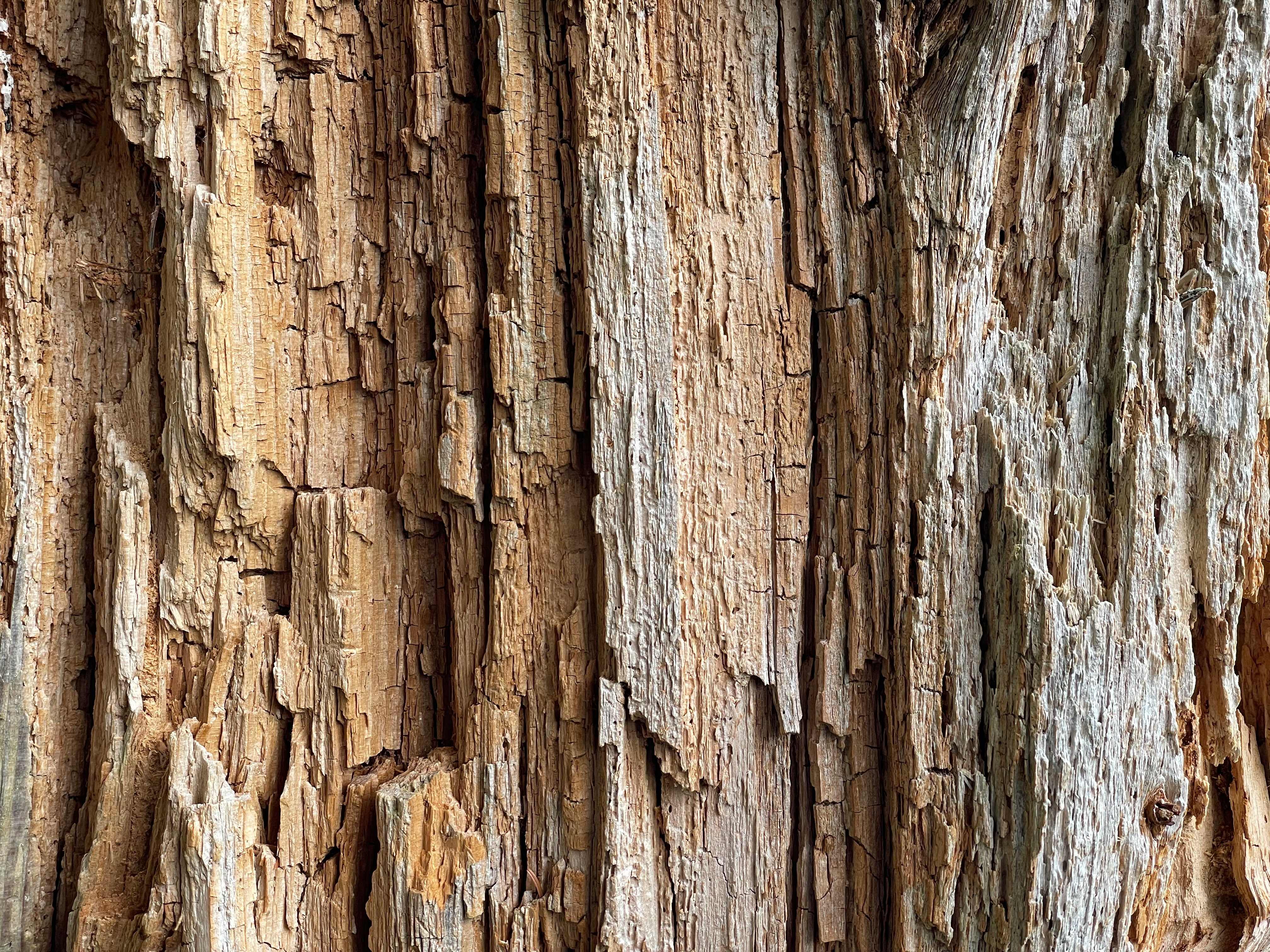 Close-up of deeply textured tree bark