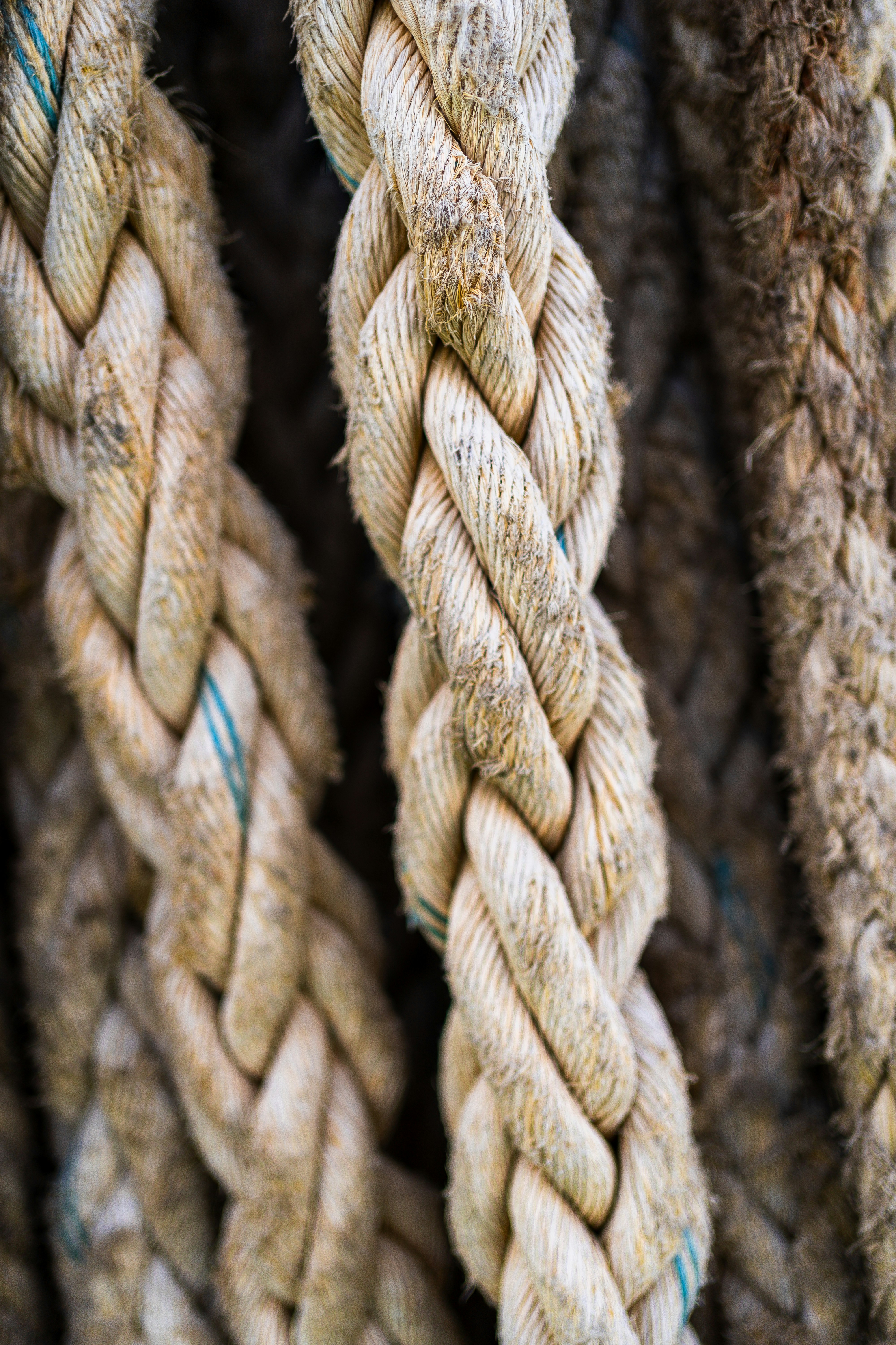 Thick weathered ropes