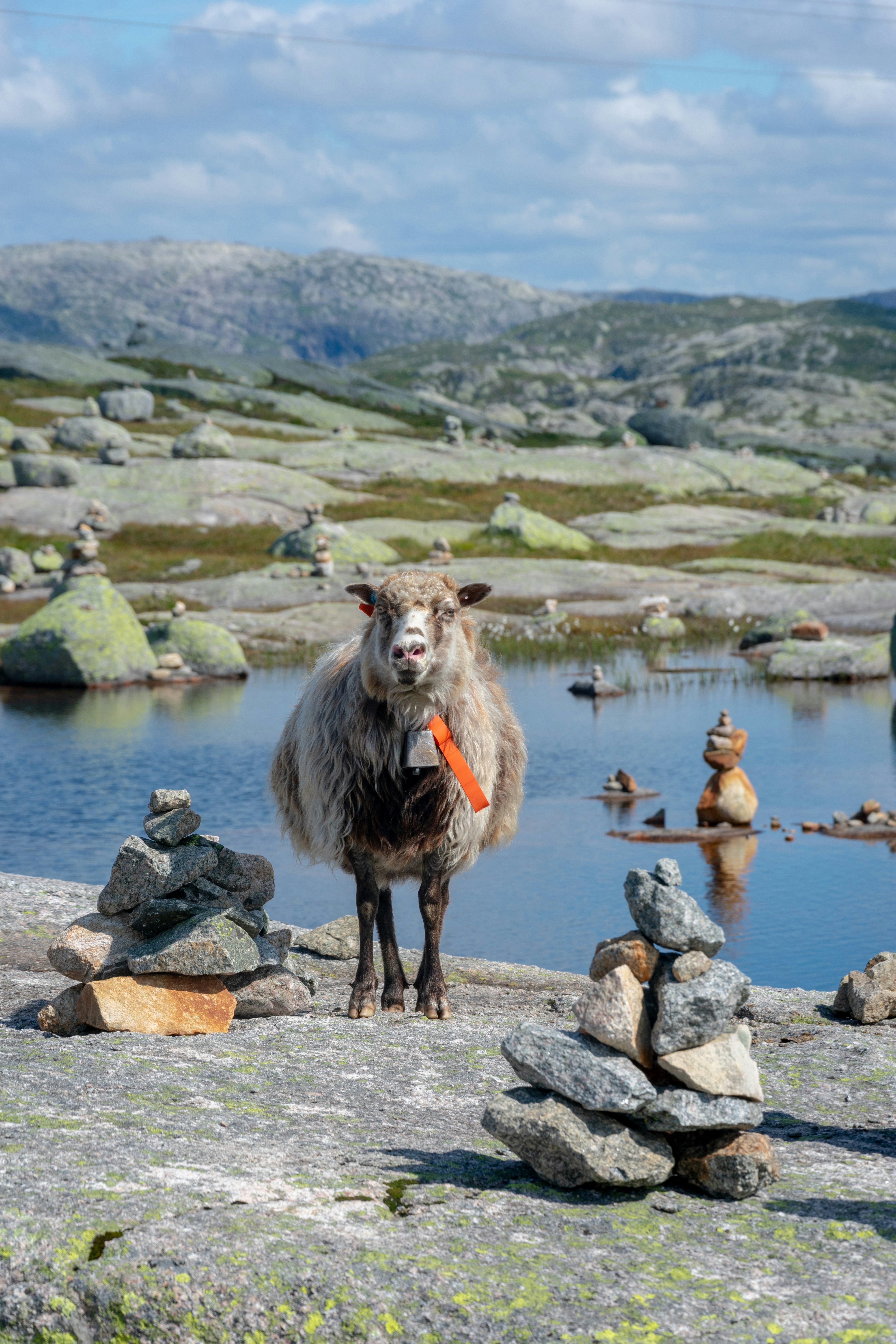 A sheep standing among stones in the Norwegian mountains